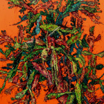 仙人掌树2015No.1